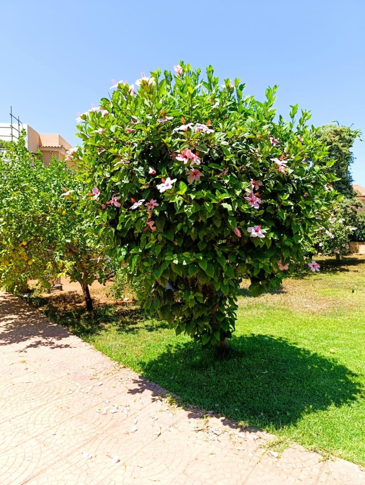Garden House Mondello Palermo Exterior foto